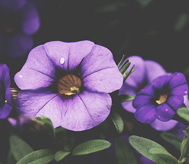 求大佬推荐的轰炸电话在线下单